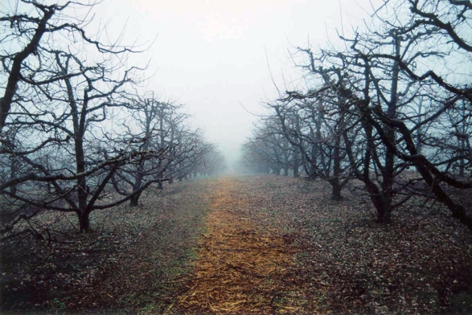 avalon apple hill orchard