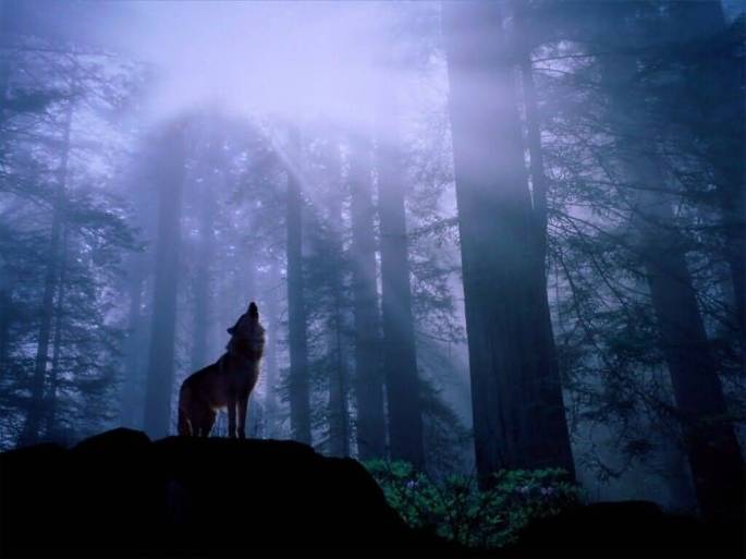 Warming_Up_for_the_Nights_Howl_Gray_Wolf-(1024x768)