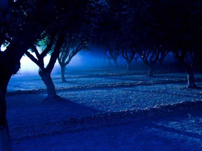 Dusty Orchard - color balanced to appear as night time.